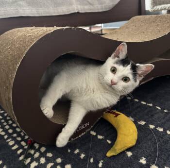 Domestic Short Hair Cats Available for Adoption - GIES N. - Purrfect Package  | PetCurious