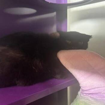 Fancy -  Domestic Short Hair Cat for Adoption in Denver, Colorado - Fancy | PetCurious