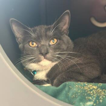 Wyatt -  Domestic Short Hair Cat for Adoption in Port Washington, New York - Wyatt | PetCurious