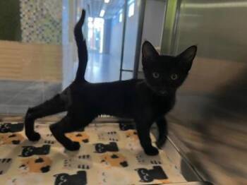 Domestic Short Hair Cats Available for Adoption in Fort Worth, Texas - Cheese Grater | PetCurious