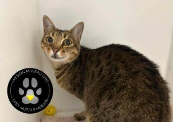 Aby -  Domestic Short Hair Cat for Adoption in Delson, Quebec - Aby | PetCurious