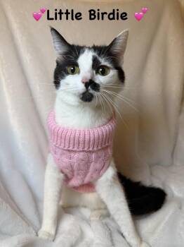 Domestic Short Hair Cats Available for Adoption - Little Birdie | PetCurious