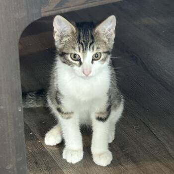 Fish -  Domestic Short Hair Cat for Adoption in Wakefield, Quebec - Fish | PetCurious