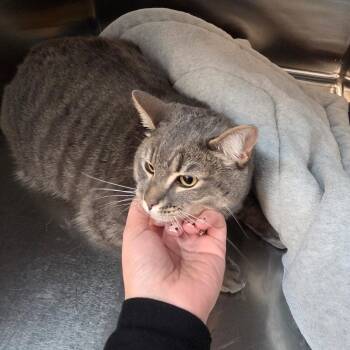 Domestic Short Hair Cats Available for Adoption - Cleo | PetCurious