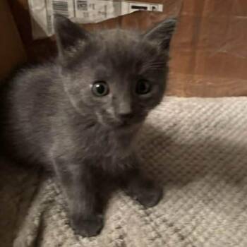 Ghost -  Domestic Short Hair Cat for Adoption in Bentonville, Arkansas - Ghost | PetCurious