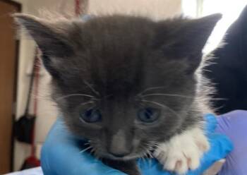 ROISIN -  Domestic Short Hair Cat for Adoption in Long Beach, California - ROISIN | PetCurious