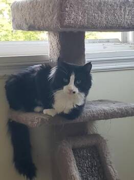 Arthur bonded with Truffle -  Domestic Long Hair Cat for Adoption in Pickering, Ontario - Arthur Bonded With Truffle | PetCurious