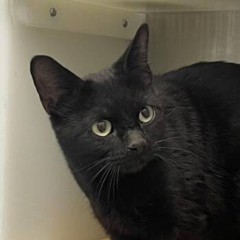 Domestic Short Hair Cats Available for Adoption in Golden, Colorado - Vesper | PetCurious