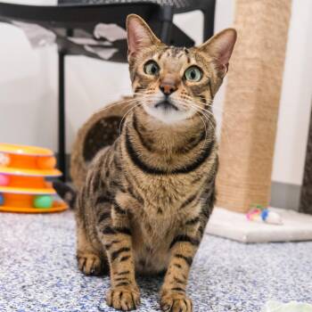 Mochi -  Bengal Cat for Adoption in Newport Beach, California - Mochi | PetCurious