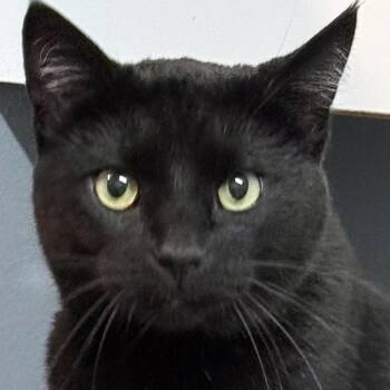 Merlin -  Domestic Short Hair Cat for Adoption in Chicago, Illinois - Merlin | PetCurious