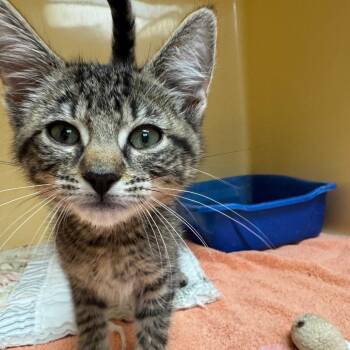 Earl -  Domestic Short Hair Cat for Adoption in East Hanover, New Jersey - Earl | PetCurious