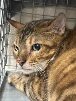 GABBY -  Bengal Cat for Adoption in Las Vegas, Nevada - GABBY | PetCurious