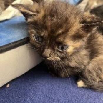 Penne -  Domestic Short Hair Cat for Adoption in Gloucester, Virginia - Penne | PetCurious