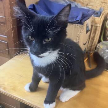Donald -  Domestic Medium Hair Cat for Adoption in Pendleton, Oregon - Donald | PetCurious