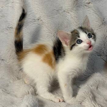 Rose -  Domestic Short Hair Cat for Adoption in Lewisville, Texas - Rose | PetCurious