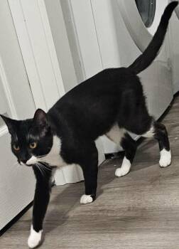 Thursday -  Domestic Short Hair Cat for Adoption in Battle Ground, Washington - Thursday | PetCurious