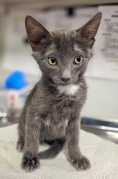 Shark Attack -  Domestic Short Hair Cat for Adoption in Fresno, California - Shark Attack | PetCurious