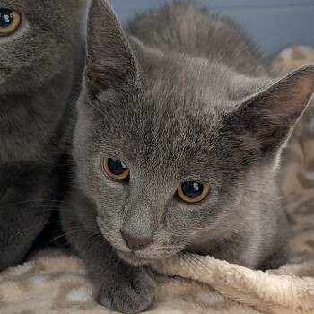 Rescue Domestic Short Hair Cats for Adoption in Chattanooga, Tennessee - John | PetCurious