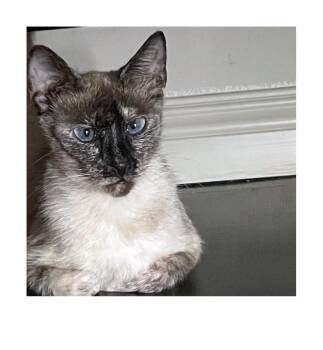 Lima Bean -  Siamese Cat for Adoption - Lima Bean | PetCurious