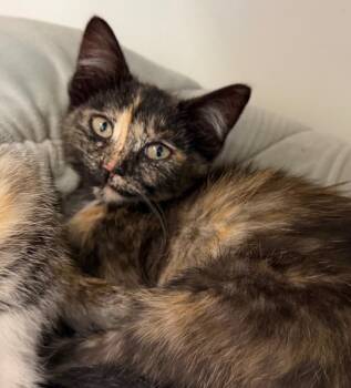 Domestic Short Hair Cats Available for Adoption in Columbia, Illinois - Fauna | PetCurious