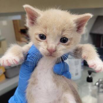 Domestic Short Hair Cats Available for Adoption in Westminster, California - Brisbane | PetCurious