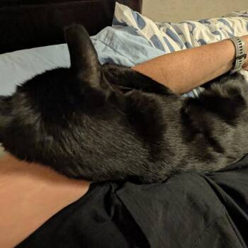 Prince -  Domestic Short Hair Cat for Adoption in Murray, Utah - Prince | PetCurious
