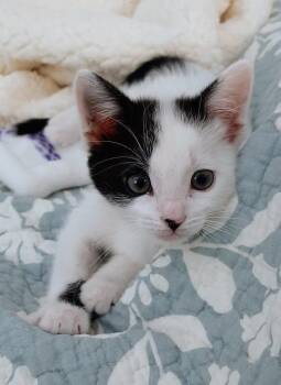 Jill -  Domestic Medium Hair Cat for Adoption in Golden, Colorado - Jill | PetCurious