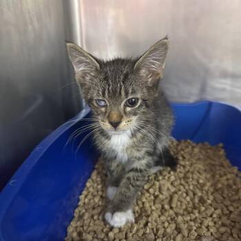 Superman -  Domestic Short Hair Cat for Adoption in Sunrise, Florida - Superman | PetCurious