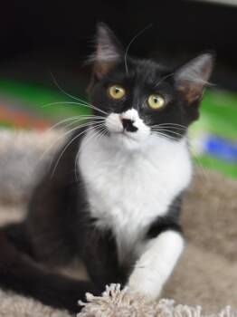 Bingo -  Domestic Medium Hair Cat for Adoption in Montgomery, Texas - Bingo | PetCurious