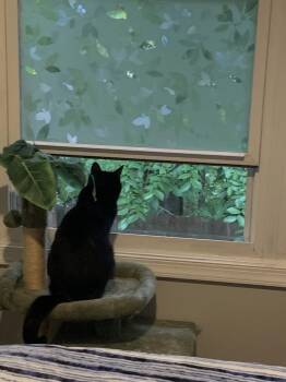 Rescue Domestic Short Hair Cats for Adoption in Carrollton, Virginia - Marina | PetCurious