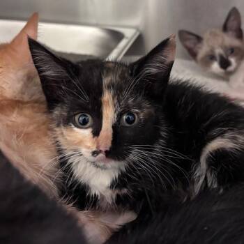 Hundreds of Thousands -  Domestic Short Hair Cat for Adoption in Columbus, Georgia - Hundreds Of Thousands | PetCurious