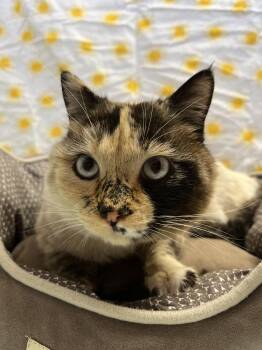 Domestic Short Hair Cats Available for Adoption in Buena Vista, Colorado - Sandy McFreckles | PetCurious