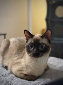 Mako -  Domestic Short Hair Cat for Adoption in Montreal, Quebec - Mako | PetCurious