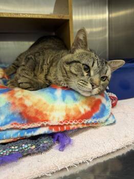 Chehalis -  Domestic Short Hair Cat for Adoption in Wheaton, Illinois - Chehalis | PetCurious