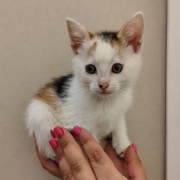 Cauliflower -  Domestic Short Hair Cat for Adoption in Coos Bay, Oregon - Cauliflower | PetCurious