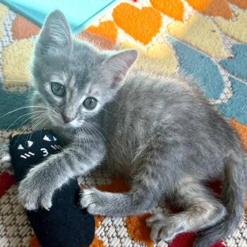 Celeste -  Domestic Short Hair Cat for Adoption in Denison, Texas - Celeste | PetCurious