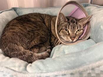 LOLA -  Domestic Short Hair Cat for Adoption in Sarasota, Florida - LOLA | PetCurious