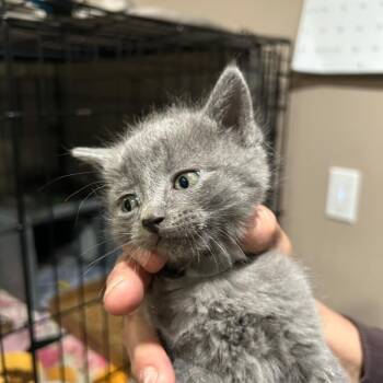 Rescue Domestic Short Hair Cats for Adoption in Bismarck, North Dakota - Bitsy (grey Collar) | PetCurious