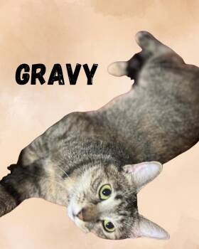 Gravy -  Tabby Cat for Adoption in Plumerville, Arkansas - Gravy | PetCurious