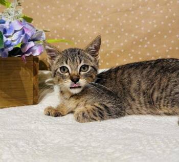 Domestic Short Hair Cats Available for Adoption in Groveland, Massachusetts - Bangles | PetCurious