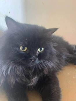 Persian Cats Available for Adoption in Brampton, Ontario - Snowsal | PetCurious