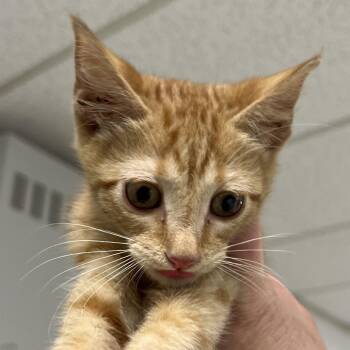 Rupert-C -  Domestic Short Hair Cat for Adoption in East St. Louis, Illinois - Rupert-C | PetCurious