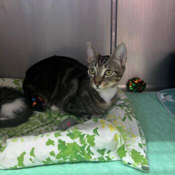 Candy -  Domestic Short Hair Cat for Adoption in Hinesville, Georgia - Candy | PetCurious