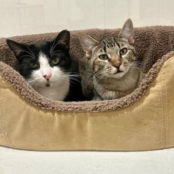Rescue Domestic Short Hair Cats for Adoption in Darien, Connecticut - Teddy/Nash | PetCurious