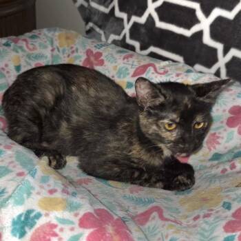 Nugget -  Domestic Short Hair Cat for Adoption in Sunrise, Florida - Nugget | PetCurious