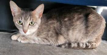 Domestic Short Hair Cats Available for Adoption in West Chester, Pennsylvania - Inadvertent | PetCurious
