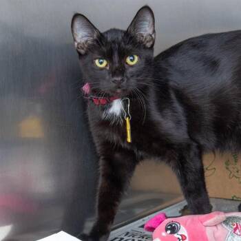 JESSIE -  Domestic Short Hair Cat for Adoption in St. Louis, Missouri - JESSIE | PetCurious