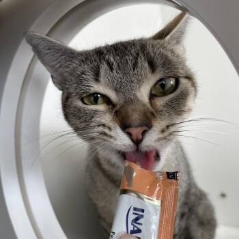 Mila -  Domestic Short Hair Cat for Adoption in Warwick, Rhode Island - Mila | PetCurious