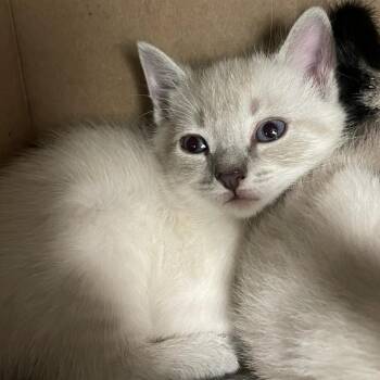 Yeti -  Domestic Short Hair and Siamese Cat for Adoption in Charlottesville, Virginia - Yeti | PetCurious