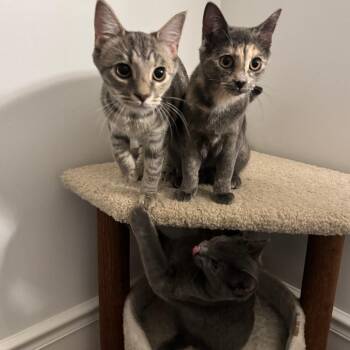 Smudge McKenzie (Stormy kitten) -  Domestic Short Hair Cat for Adoption in Merrifield, Virginia - Smudge McKenzie (Stormy Kitten) | PetCurious